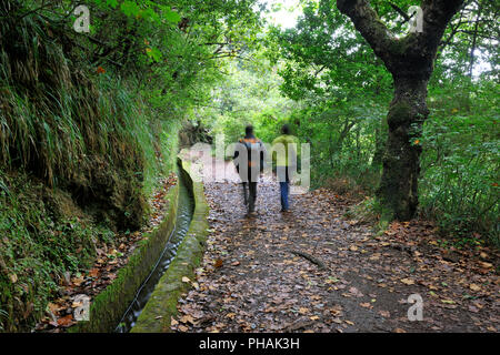 Sentier de randonnée le long de la Levada Velha', 'au milieu de la forêt Laurisilva. UNESCO World Heritage Site. Madère, Portugal Banque D'Images