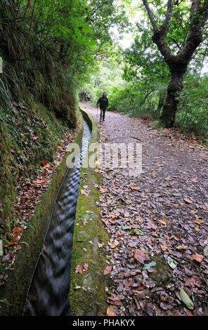 Sentier de randonnée le long de la Levada Velha', 'au milieu de la forêt Laurisilva. UNESCO World Heritage Site. Madère, Portugal Banque D'Images