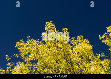 Arbre avec de petites fleurs jaunes contre un ciel bleu. Banque D'Images