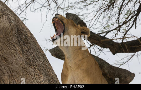 Le bâillement lionne, dans le Serengeti National Park Banque D'Images