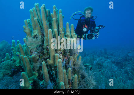 Une femme photographe avec le pilier sur un récif de corail à Little Cayman. Banque D'Images