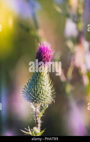 Couvert de rosée d'araignée à l'aube dans un endroit frais matin d'été dans un pré, tonique Banque D'Images