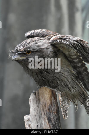 Tawny une grille supérieure prépare à décoller d'une souche d'arbre. Banque D'Images