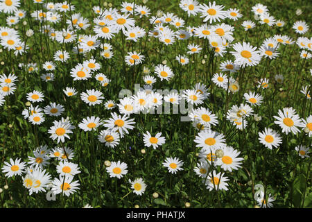 Leucanthemum vulgare, Oxeye Daisy, Marguerite Banque D'Images