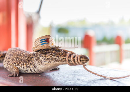 Anciennement disparition crocodile cubain produit avec succès dans l'élevage farm, aujourd'hui vendus comme souvenirs farcis. Banque D'Images
