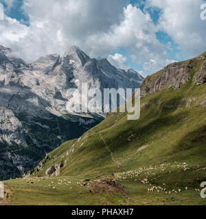 Moutons en face de l'imposant mont Marmolada dans les Dolomites, le samedi 11 août 2018, Arabba, Italie Banque D'Images