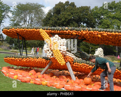 Erfurt, Allemagne. Août 31, 2018. Fabian Uehle décore le biplan "' dans l'egapark Erfurt, qui est composé de centaines de citrouilles. Du 02 septembre au 31 octobre 2018 les œuvres de citrouille peut être vu sur le Philippswiese. Cette année, plus de 20 000 citrouilles seront utilisés pour créer des chiffres sur le thème de "volants". Credit : Jens Kalaene Zentralbild-/dpa/dpa/Alamy Live News Banque D'Images