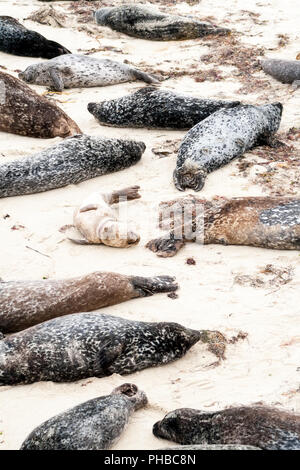 Le phoque commun (Phoca vitulina) se prélasser à Casa Beach, également connu sous le nom de la piscine pour enfants, à La Jolla en Californie Banque D'Images