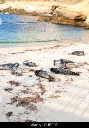 Le phoque commun (Phoca vitulina) se prélasser sur la plage à Casa Beach, également connu sous le nom de la piscine pour enfants, à La Jolla en Californie Banque D'Images