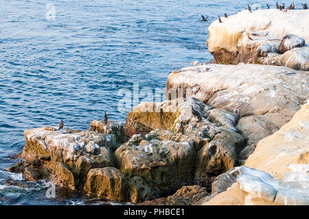 Côte Rocheuse à La Jolla, Californie, avec les cormorans à aigrettes Banque D'Images