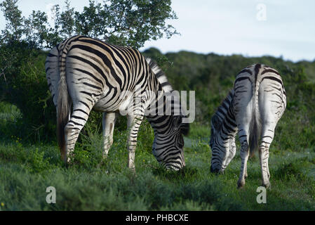 Les zèbres des plaines en quête de Addo Elephant National Park Banque D'Images