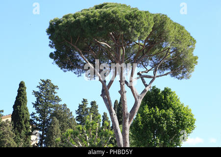 Pine, Pinus pinea Pierre Banque D'Images