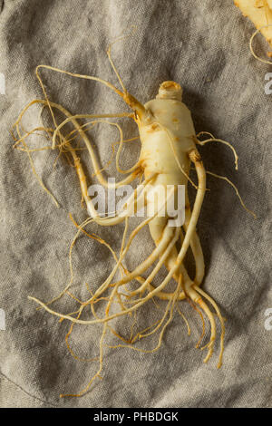 La racine de ginseng en bonne santé biologiques crus prêts à l'emploi Banque D'Images