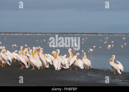 Great White African Pélicans recueillir sur les terres humides, les flamants roses Plus avec factures à l'arrière-plan, Walvis Bay, en Namibie, Afrique Banque D'Images