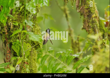 Black-bellied Hummingbird, Costa Rica Banque D'Images