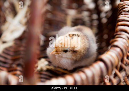 Close-up petit poulet dans un panier marron. Banque D'Images