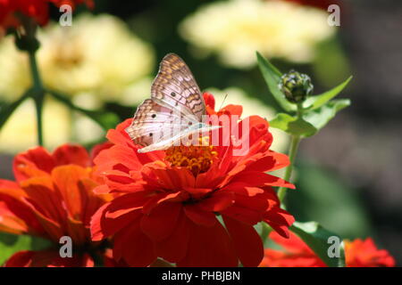 Papillon Paon blanc qui se nourrit d'une fleur rouge Banque D'Images