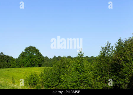 Forêt mixte et arbres croissant sur l'herbe verte envahi par la montagne, paysage d'été Banque D'Images