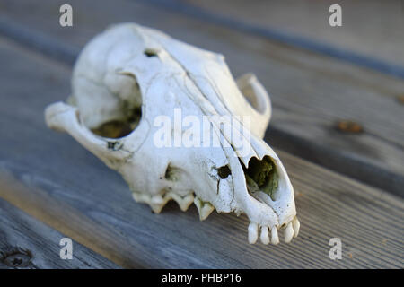 Crâne Crâne de chien, animal Banque D'Images