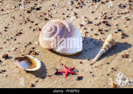 Coquillages sur plage de sable près de mer en été Banque D'Images