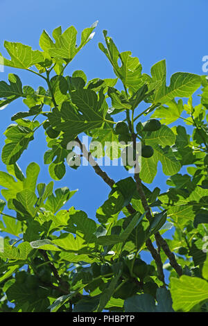 Figuier (Ficus carica) Banque D'Images