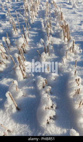 Champ d'hiver de l'agriculture, du chaume de blé récoltés couverte de neige pendant les gelées, closeup Banque D'Images