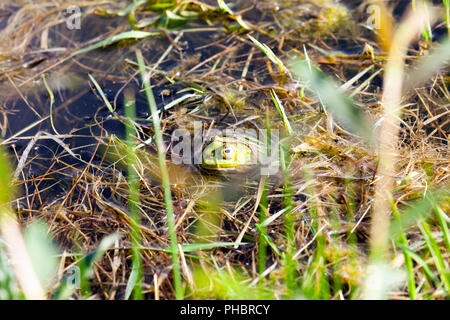 Une grenouille verte flottant dans l'eau avec une tête qui dépasse de l'eau et une croissance de l'herbe sur le bord d'un petit marais avec de l'eau stagnante, closeu Banque D'Images