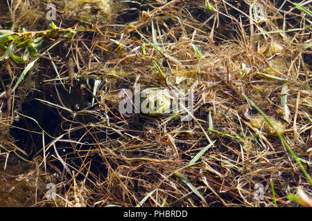 Une grenouille verte flottant dans l'eau avec une tête qui dépasse de l'eau et une croissance de l'herbe sur le bord d'un petit marais avec de l'eau stagnante, closeu Banque D'Images