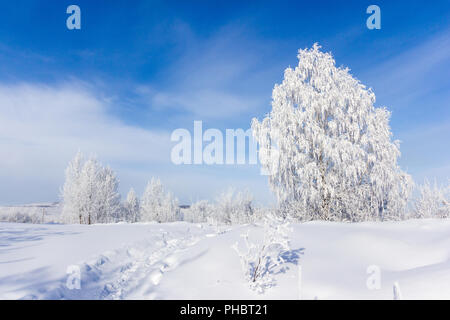 Frosty trees in froide journée de beau temps Banque D'Images