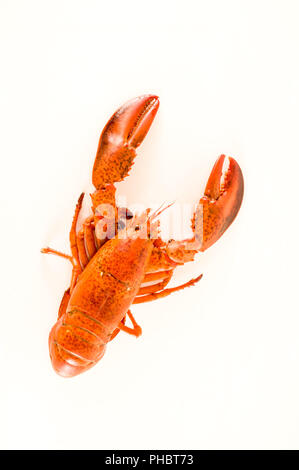 Délicieux homard fraîchement cuit à la vapeur Banque D'Images