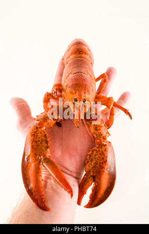 Délicieux homard fraîchement cuit à la vapeur Banque D'Images