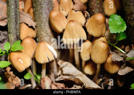 Coprinus micaceus Coprinus atramentarius (champignons), close up Banque D'Images