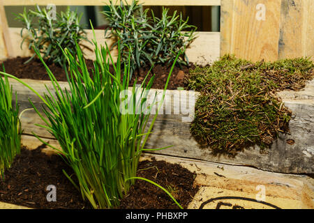 Jardin d'herbe créatif à partir d'un euro palette en bois - détail Banque D'Images
