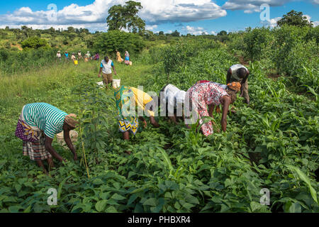 La récolte de féveroles à Machakos, Kenya, Afrique de l'Est, l'Afrique Banque D'Images