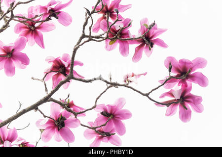 Schéma des branches sans feuilles, mais avec beaucoup de belles fleurs magnolia en fleurs rose isolé sur blanc. Banque D'Images