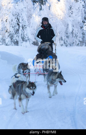 Chien de Traîneau, Kuusamo, région de l'Ostrobotnie du Nord, Laponie, Finlande, Europe Banque D'Images