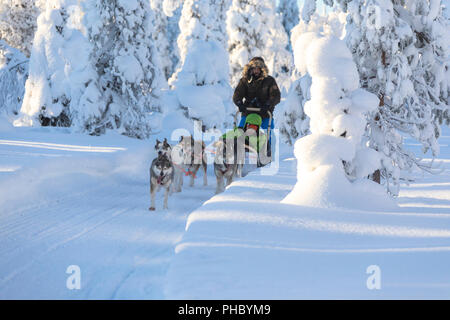 Les chiens de traineaux à Snowy Woods, Kuusamo, région de l'Ostrobotnie du Nord, Laponie, Finlande, Europe Banque D'Images