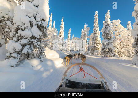 Chien de Traîneau, Kuusamo, région de l'Ostrobotnie du Nord, Laponie, Finlande, Europe Banque D'Images