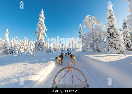 Chien de Traîneau, Kuusamo, région de l'Ostrobotnie du Nord, Laponie, Finlande, Europe Banque D'Images