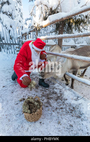 L'alimentation du Père Noël rennes, Ruka (Kuusamo), région de l'Ostrobotnie du Nord, Laponie, Finlande, Europe Banque D'Images