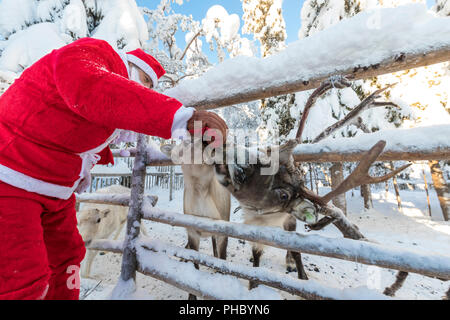 L'alimentation du Père Noël rennes, Ruka (Kuusamo), région de l'Ostrobotnie du Nord, Laponie, Finlande, Europe Banque D'Images