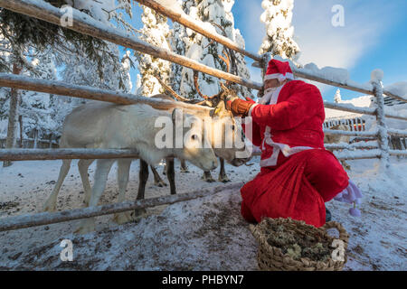 L'alimentation du Père Noël rennes, Ruka (Kuusamo), région de l'Ostrobotnie du Nord, Laponie, Finlande, Europe Banque D'Images