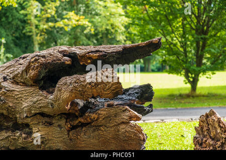 Vieux arbre tombé sur une prairie dans les baux Park à Newcastle, UK Banque D'Images