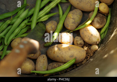 De la récolte des pommes de terre et des haricots frais Banque D'Images