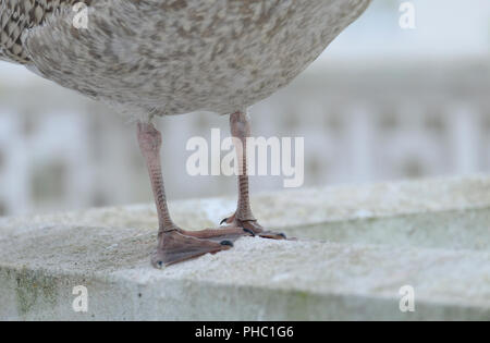 Véritable nouvellement Goéland argenté et les jambes pieds palmés. Banque D'Images