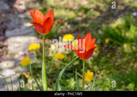 Lily-rouge en forme de tulipes en fleurs dans le jardin à côté de pissenlit Banque D'Images