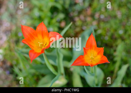 Floraison rouge lilas tulipes dans le jardin - vue d'oiseaux Banque D'Images