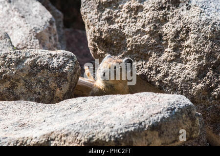 Un jeune Américain pika garde un œil sur les prédateurs sur une pente rocheuse. Banque D'Images