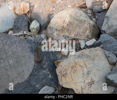 Un pica d'Amérique tente de se fondre dans son environnement dans Lassen Volcanic National Park, Californie Banque D'Images