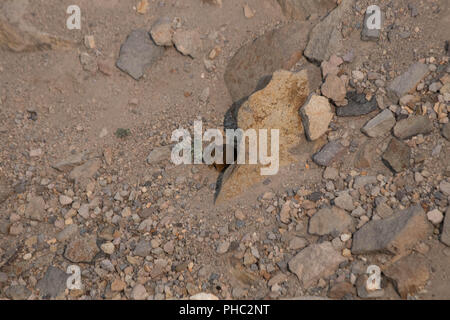 Un pica d'Amérique tente de se fondre dans son environnement dans Lassen Volcanic National Park, Californie Banque D'Images